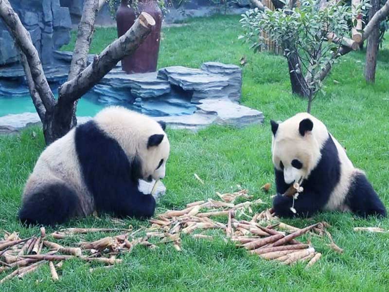 Beijing Zoo