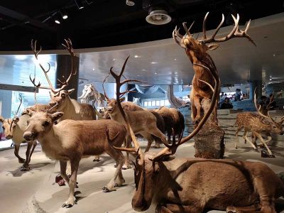 Shanghai Natural History Museum