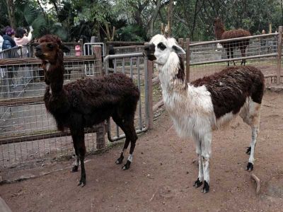 Chongqing Zoo