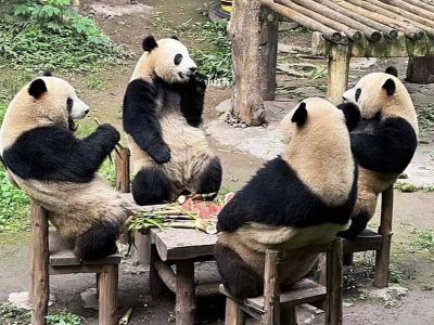 Chongqing Zoo