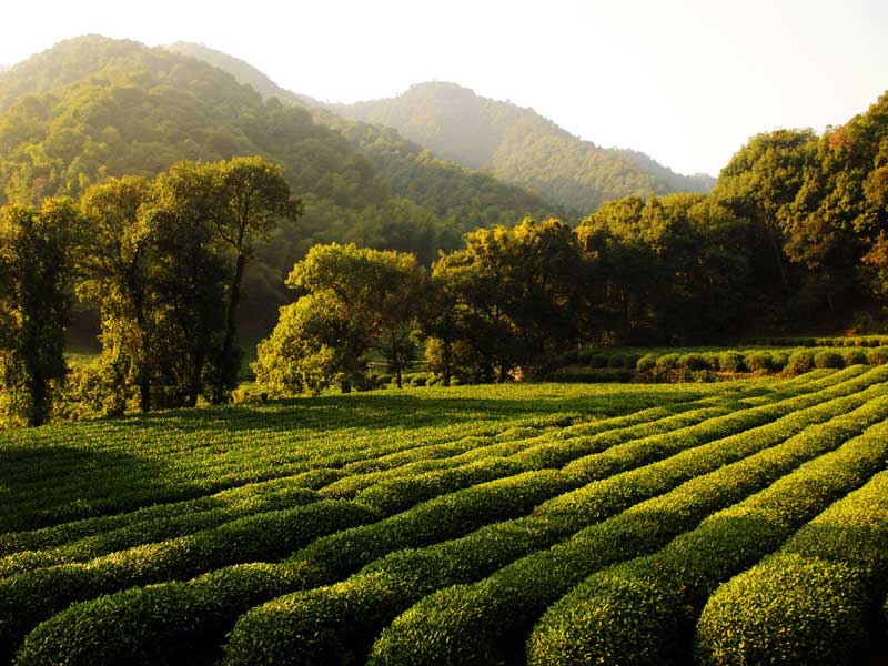 Meijiawu Tea Village