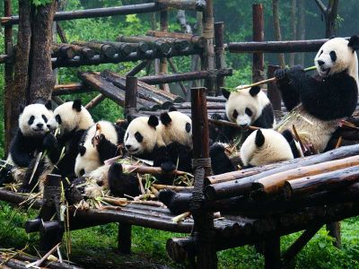 Chengdu Giant Panda Breeding Research Base