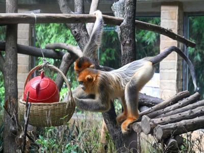 Chengdu Zoo