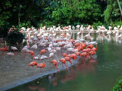 Guangzhou Chimelong Safari Wild Animal World
