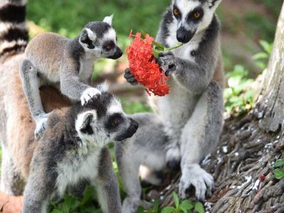 Shenzhen Wildlife and Safari Park