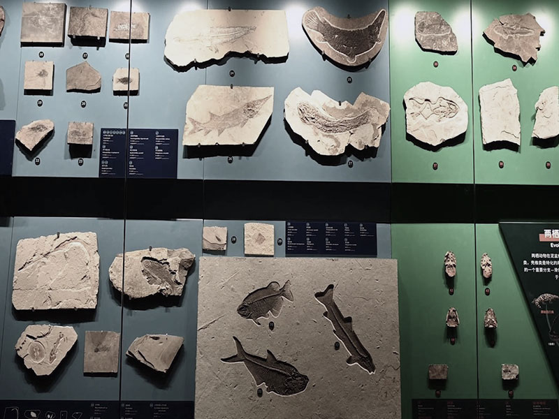 China&rsquo;s Chengjiang Fossil Site