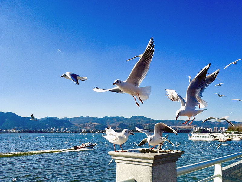 Kunming Dianchi Lake