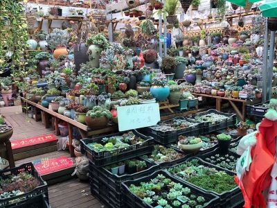 Kunming Flowers &amp;amp; Birds Market