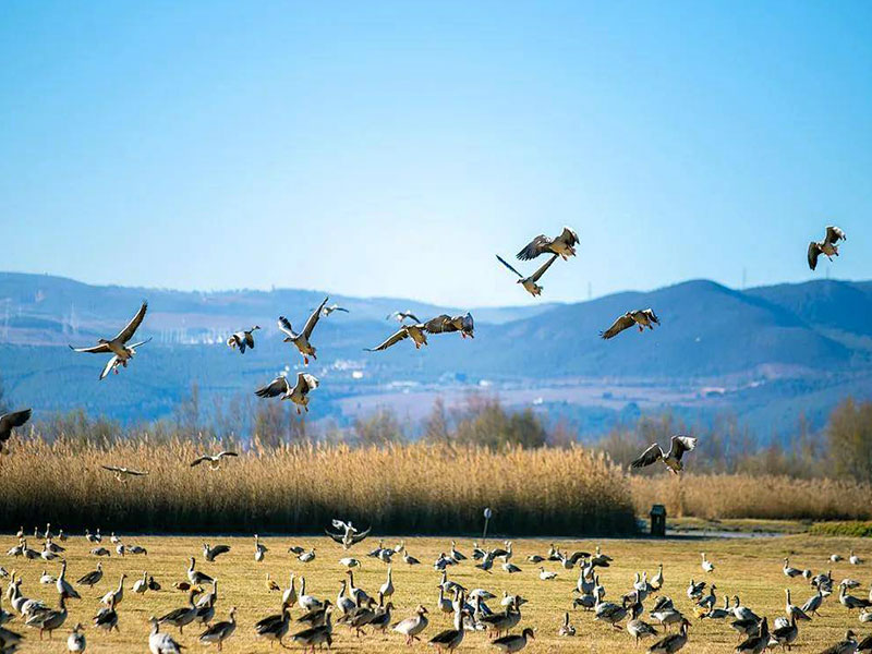 Lijiang Lashihai Wetland