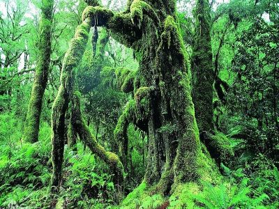 Xishuangbanna Tropical Rain Forest