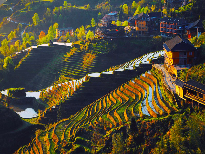Longji Rice Terraces