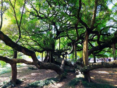 Big Banyan Trees in Yangshuo Guilin