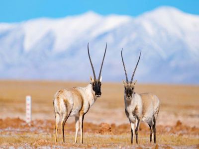 Kekexili Hoh Xil National Nature Reserve in Qinghai