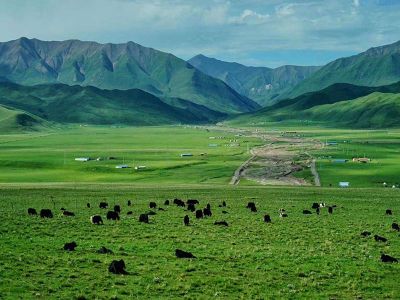 Qilian Mountain Grassland