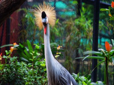 Hong Kong Zoological and Botanical Gardens