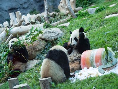 Macao Giant Panda Pavilion